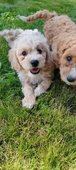 Maltipoo+maltipoo= maltipoo - 9
