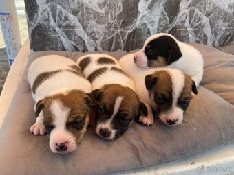 Jack Russel Terier - 9