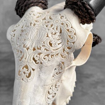 Autentická biela vyrezávaná lebka kozy - motív veľký lotos - 9