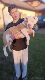 Šteniatka American Bully XL - 9