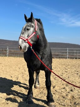 Valach na predaj - percheron - 9