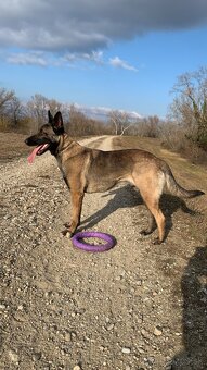 Belgicky ovciak X nemecky ovciak - 9