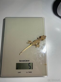 Mladé pagekony riasnaté - 9