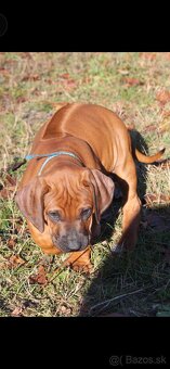 Rhodézsky ridgeback - 9