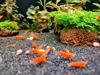 Predám krevetky Orange Sunkit Grade SS - 9