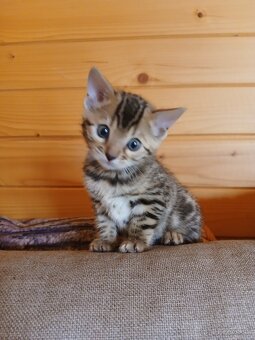 bengal bengalska macka bengalske maciatka - 9