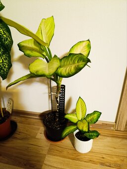 Ponúkam Zelenec, monstera minima, difenbachia - 9