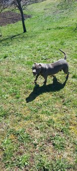 Americky pitbullterier - 9