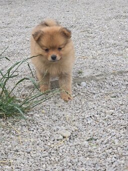 Pomeranian spic - 9
