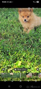 Pomeranian spic - 9
