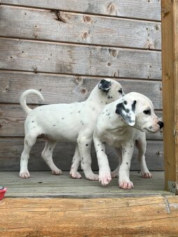 Darujem dve šteniatka - 9