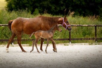 3v1 - březí klisna po grullo roan + silver dapple hřebeček - 9
