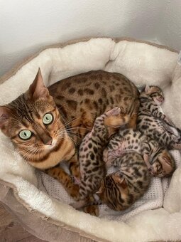 Bengalsky kocurik na krytie - 9