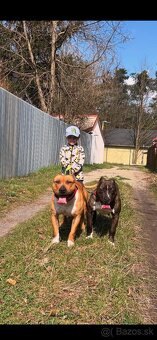 Americký stafordsirsky terier, Stafford, amstaf - 9