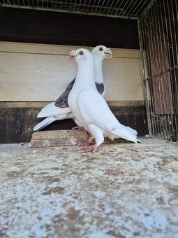 Predám mlade staropolske holuby 8€ ks 0904 164 456 - 9