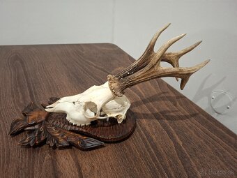 Srnec, parožie, trofeje - 9