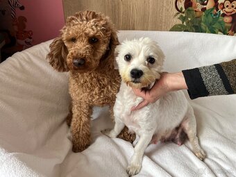 Maltipoo - šteniatko (chlapec) - 9