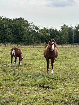 APH,Paint horse - kobyla - 9