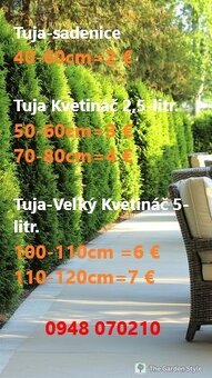 Vavrinovec, TUJA SMARAGD - 9