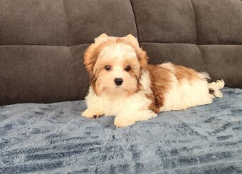 Yorkshire terrier - 9