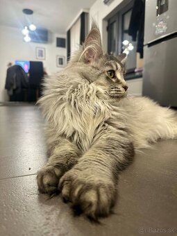 Maine coon,  mainská mývalia s PP - kocúrik - 9