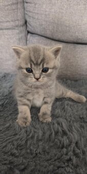 Predám Britské mačiatko - 9