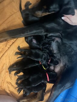 Stenata dobermana - 9