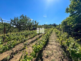 Vinica na skok od Nitry + chata - 590 m2 - 9