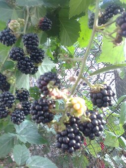 Josty .,ríbezle .egreš ,černice ,lieska.... - 9