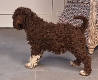 Lagotto romagnolo s PP (italský vodní pes) - 9