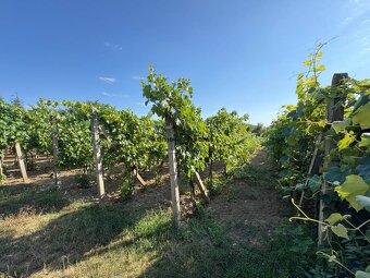 Na predaj: Ovocná záhrada v Leviciach - 9