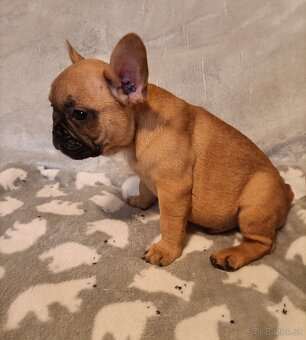 Šteniatka- Francúzsky buldoček oranžový a black & tan - 9