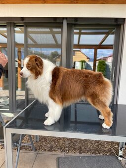 Austrálsky ovčiak- krytie, PP - 9