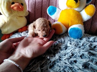 Pudlik pudel mini toy - 9