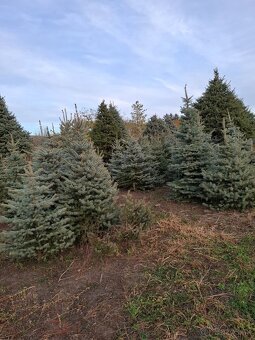 Vianočne stromčeky - 9