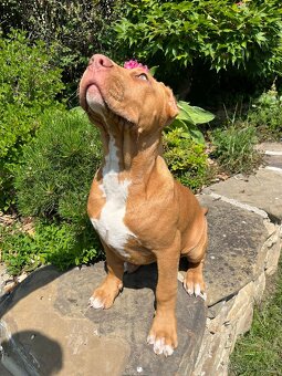 American bully XL - 9
