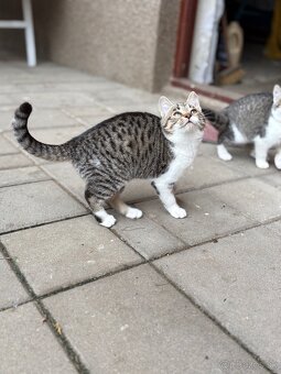 Mačiatko darujem - 9