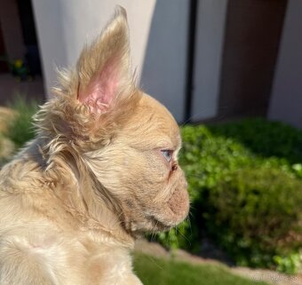 Francuzsky buldoček merle fluffy a isabella fluffy psík - 9