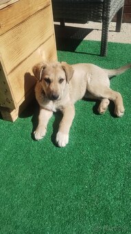 Labradorka Jessica - 9