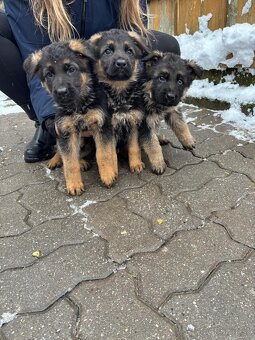 Nemecký ovčiak - 9