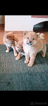 Predám šteniatka Shiba inu - 9