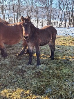 Predam tazne zriebata - 9