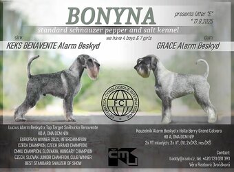 Knírač střední pepř a sůl, štěňata s PP - 9