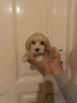 Maltipoo fenka / chalpec - 9