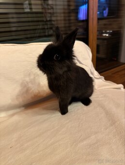Zajkovia na Adopciu - 9
