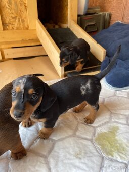 🐶 Na predaj – Šteniatka jazvečíka krátkosrstého štandard - 9