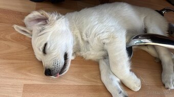 Zlatý retriever hľadá nový domov - 9