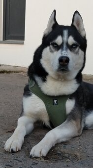 Sibiřský husky bez PP - poslední 3 kluci - 9