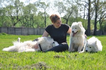 SAMOJED ŠTENIATKA S RODOKMEŇOM - 9