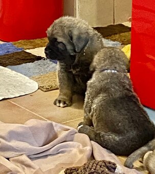 Španělský mastin štěňátka k odběru od 20.1. - 9